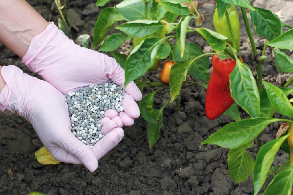 Fertiliser for Bell Pepper