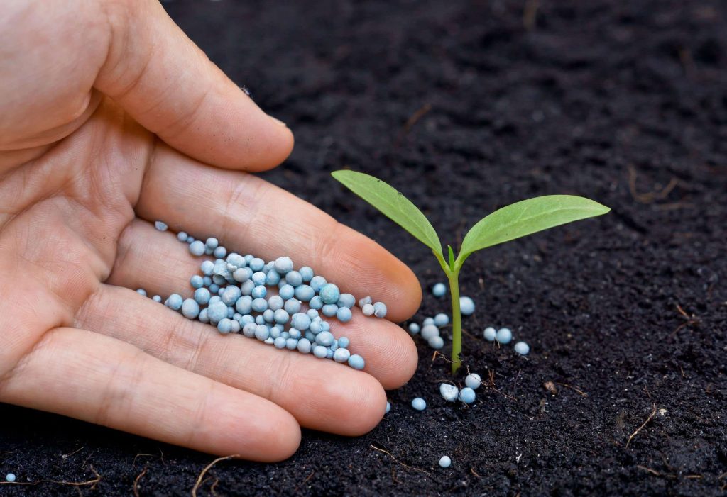 Fertilising Your Plant