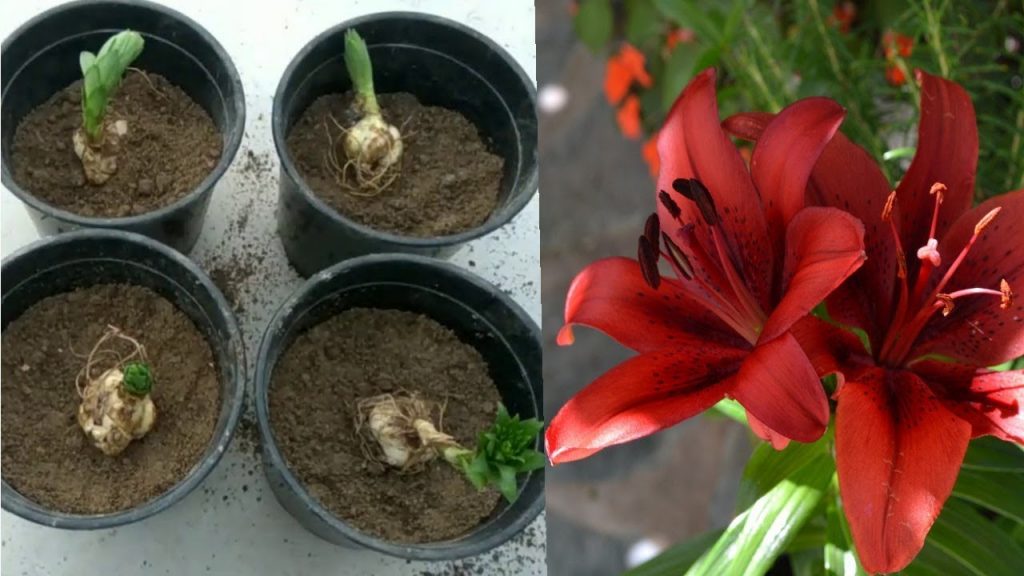 Fertilizer for Asiatic Lilies