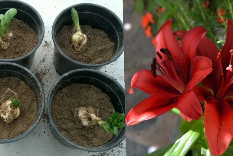 How to Grow and Care for Asiatic Lilies The Arches