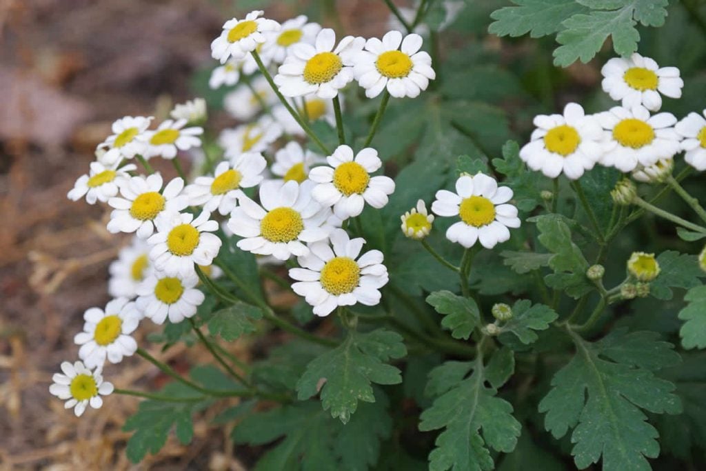 Feverfew