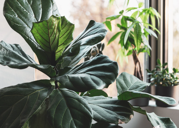 Fiddle Leaf Fig