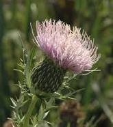 Field Thistle 