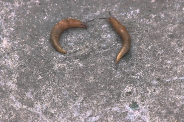 Fighting Slugs