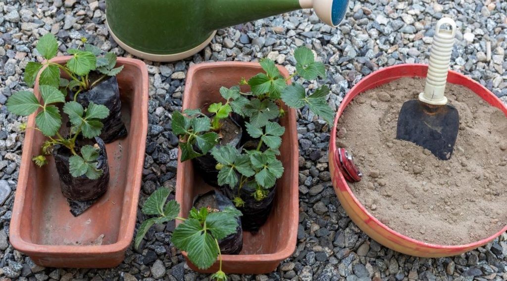 Find the Perfect Pot for Your Plant
