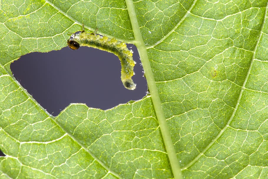 Finding Traces of Rose Sawfly Infestation