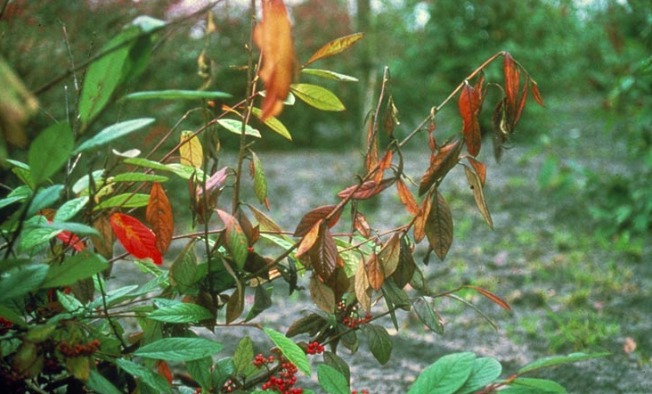 Fireblight