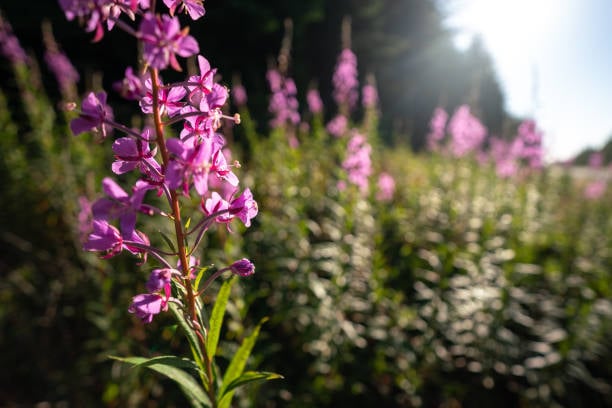 Fireweed