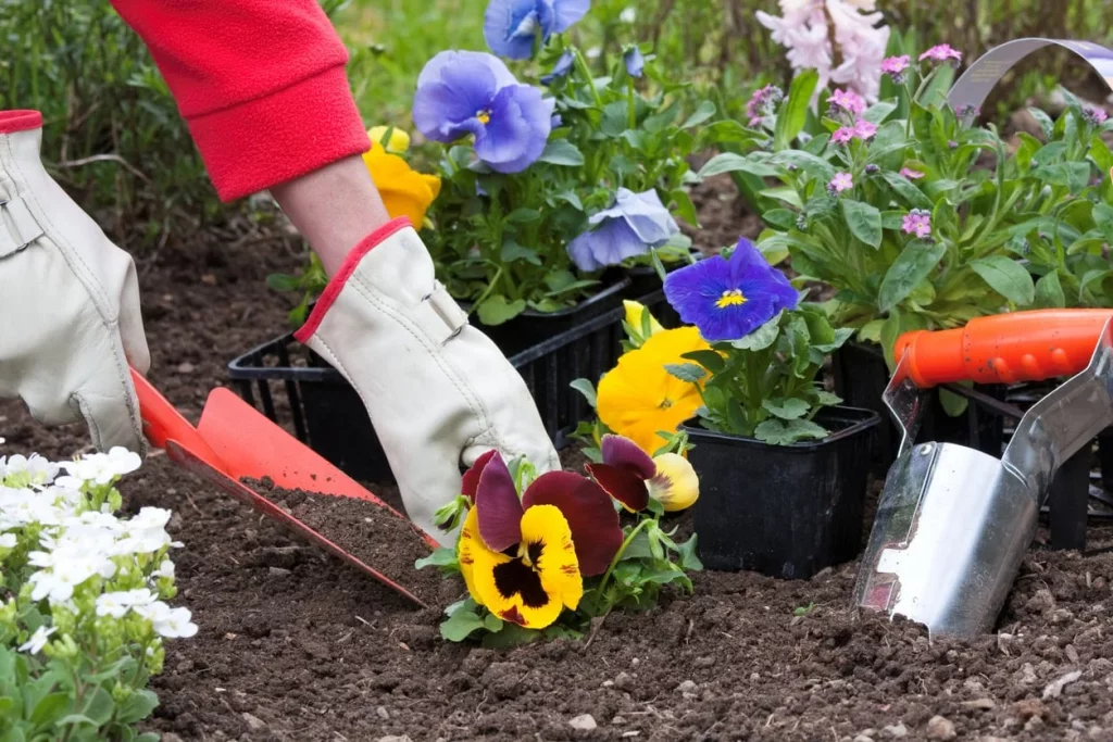 First Things First When Should You Plant Pansies