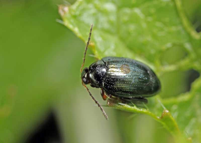 Flea Beetles