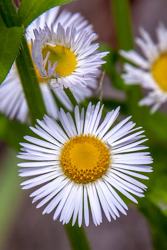 Fleabane