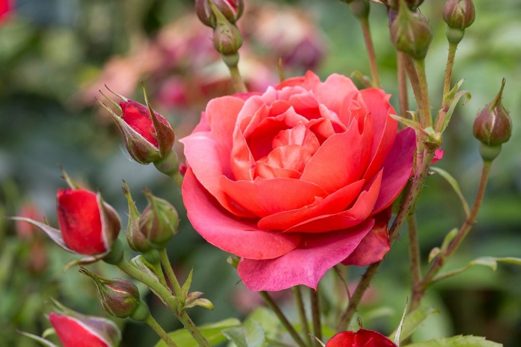 Floribunda Roses