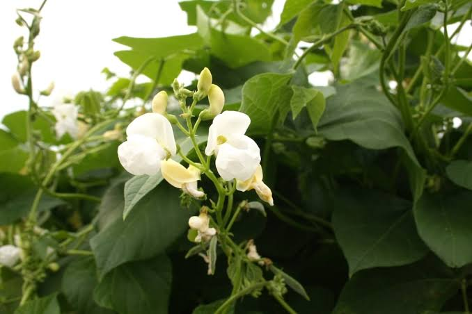 Flower Production 