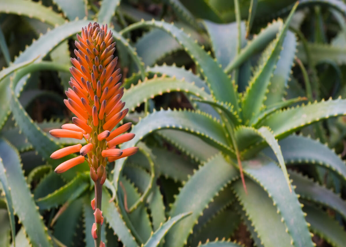 Flowering Aloe Vera Plant in the UK