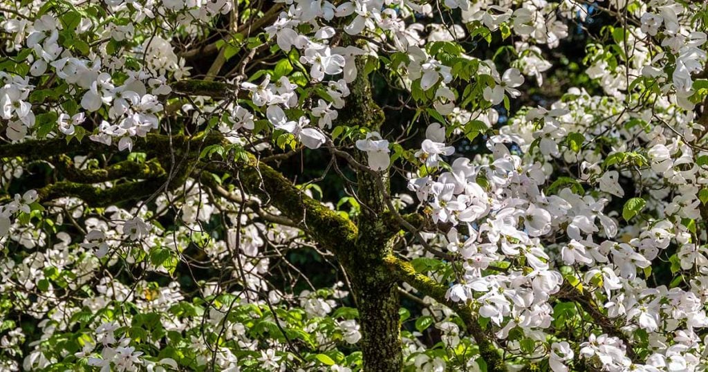 Flowering Dogwood