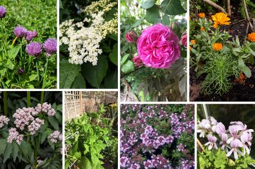 Flowering Herbs For Colourful Gardens