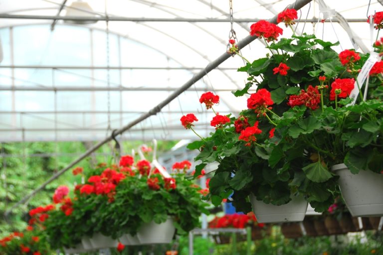 Flowers in Greenhouse