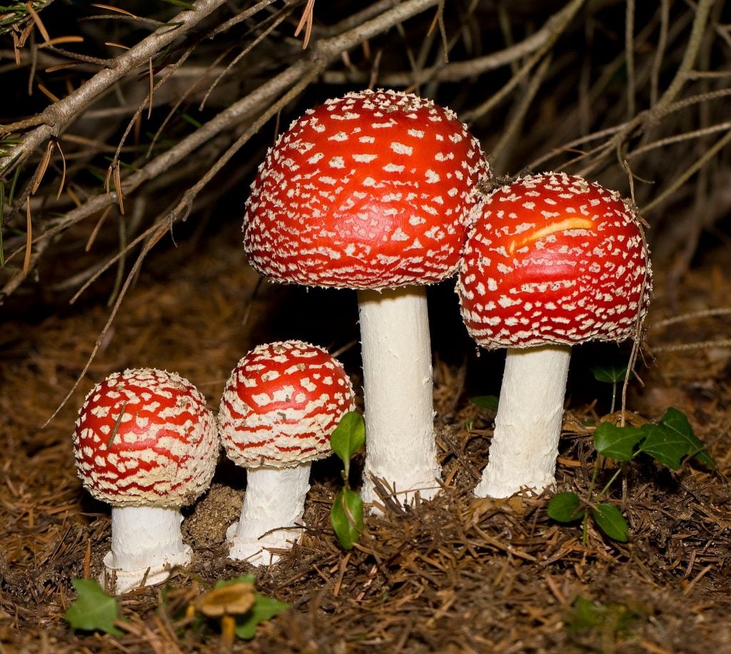 Fly Amanita