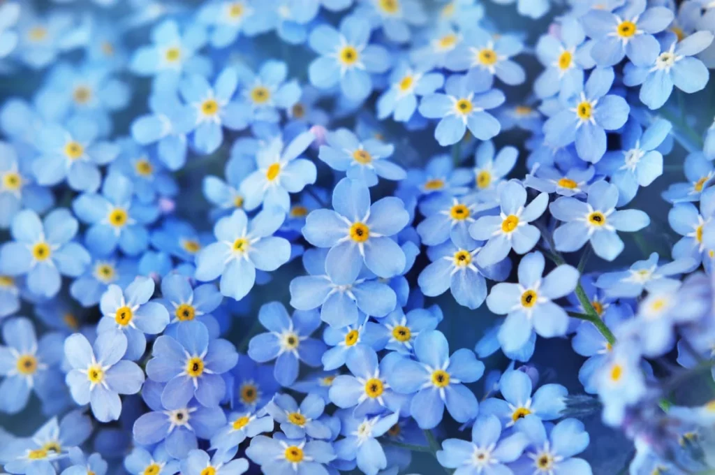 Forget- Me- Nots
