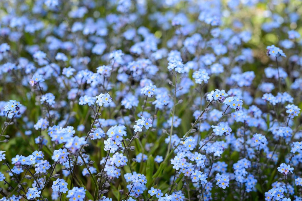 Forget-Me-Nots