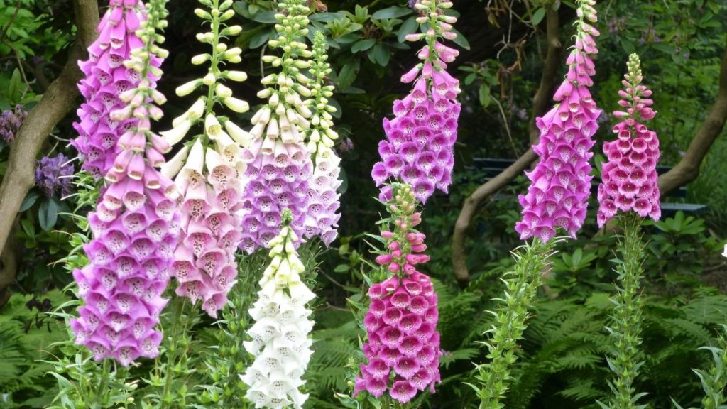 Foxglove