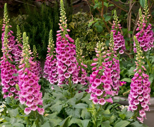 Foxglove