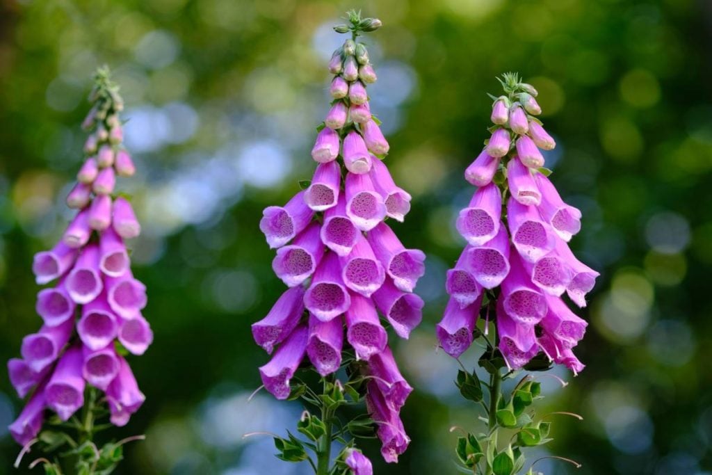 Foxgloves