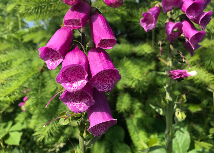 Foxgloves