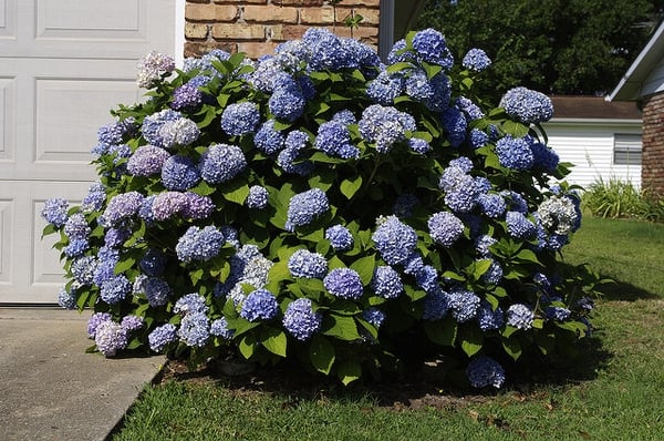 French Hydrangeas