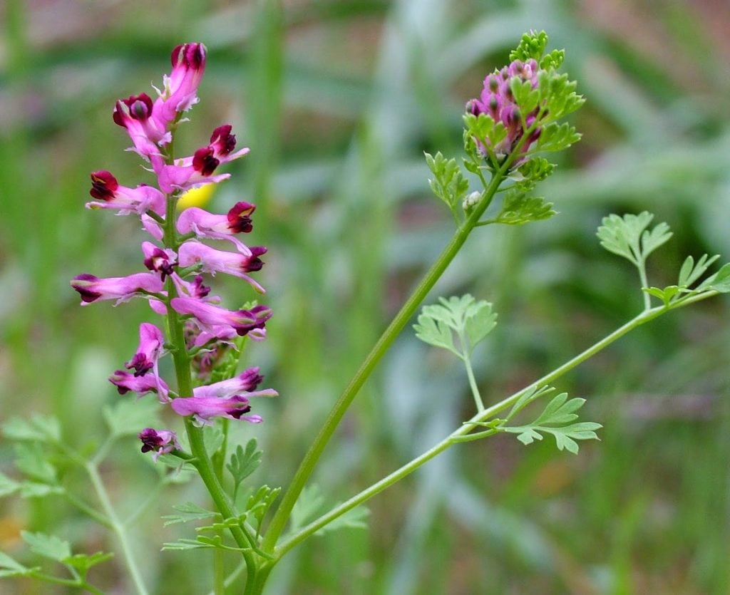 Fumitory 