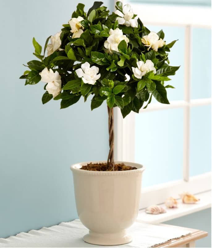 Gardenia