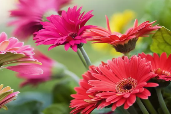 Gerbera Daisy (1)