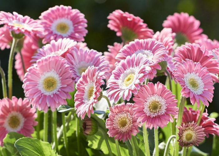 Gerbera Garden Jewels Pink