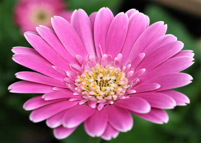 Gerbera Garvinea Sweet Surprise