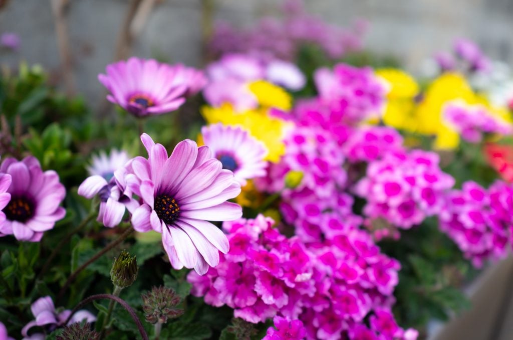 Gerbera jaguar