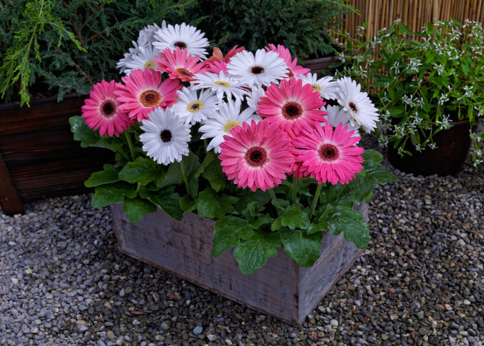 Gerbera Majorette