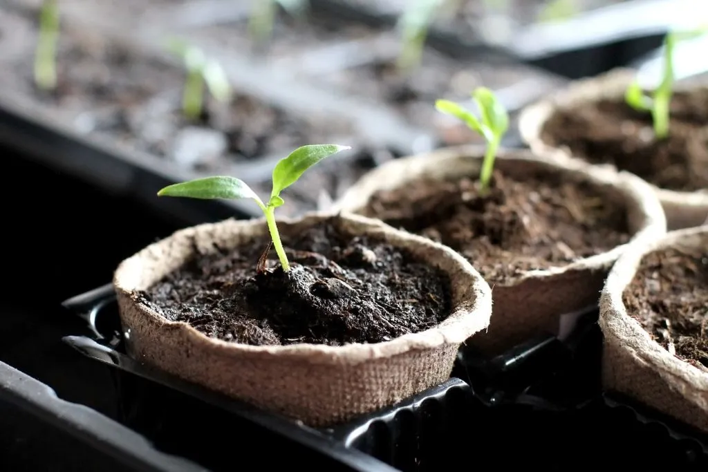 Germinating Seeds