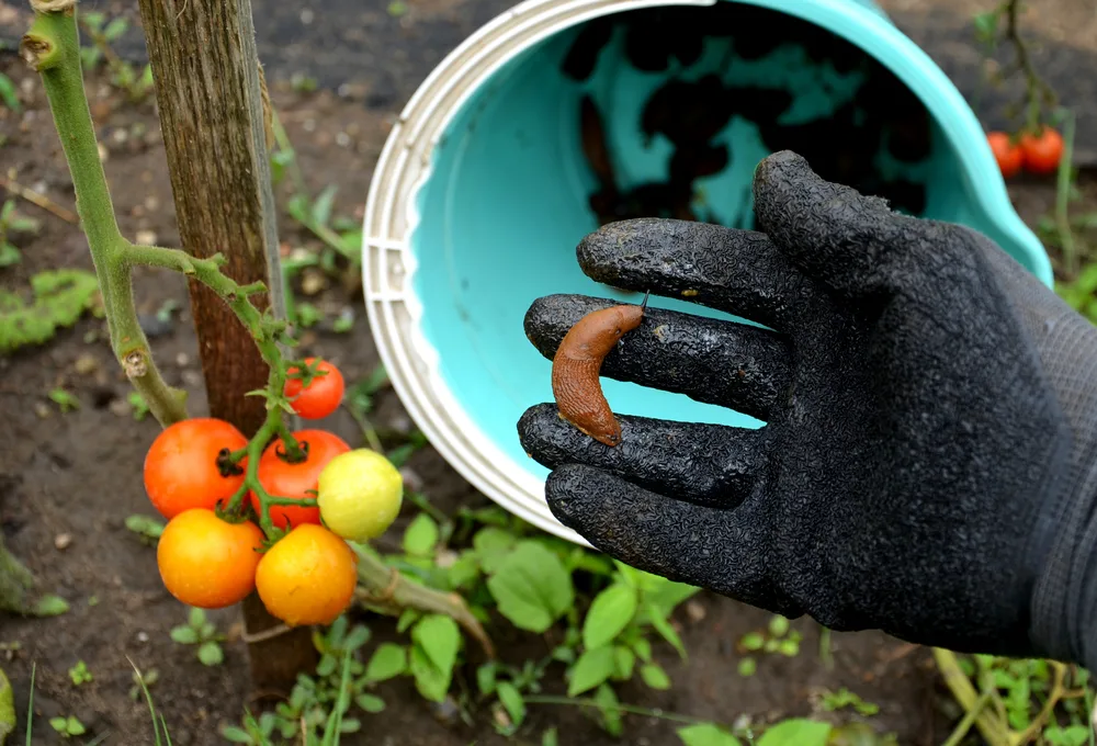 Get Rid of Slugs and Protect Your Plants Easily