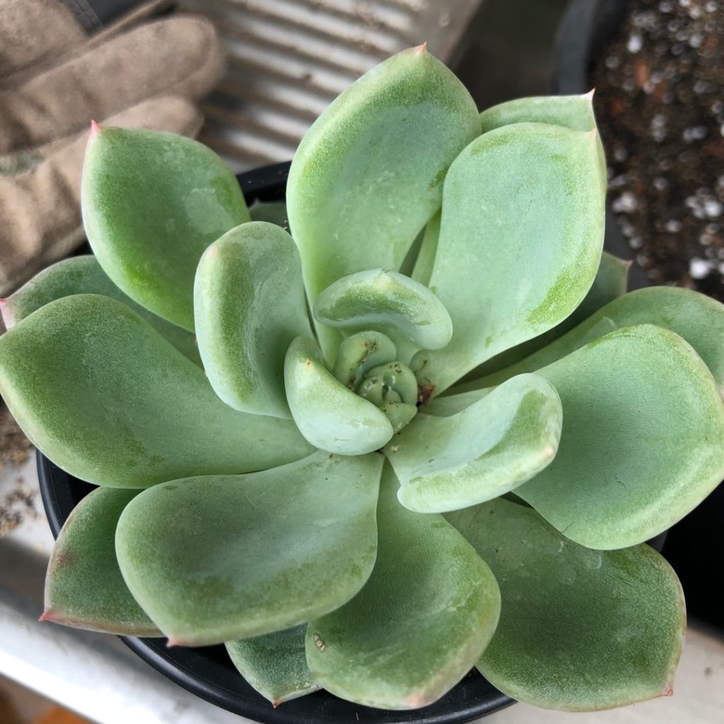 Ghost Echeveria