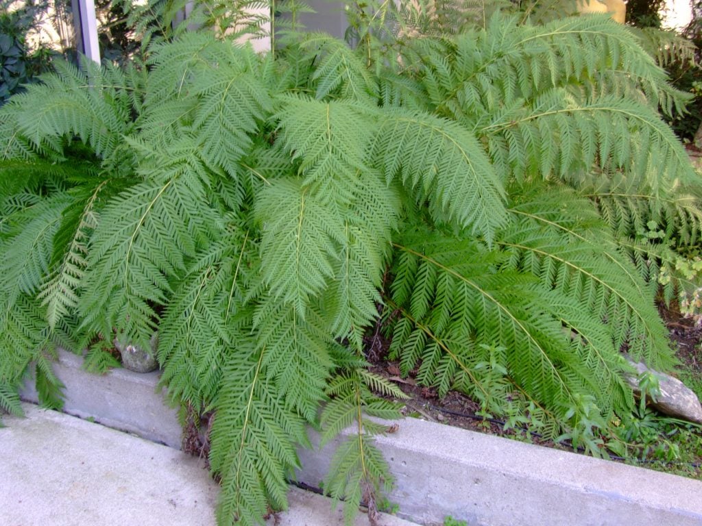 Giant Chain Fern