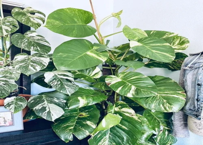 Giant Pothos