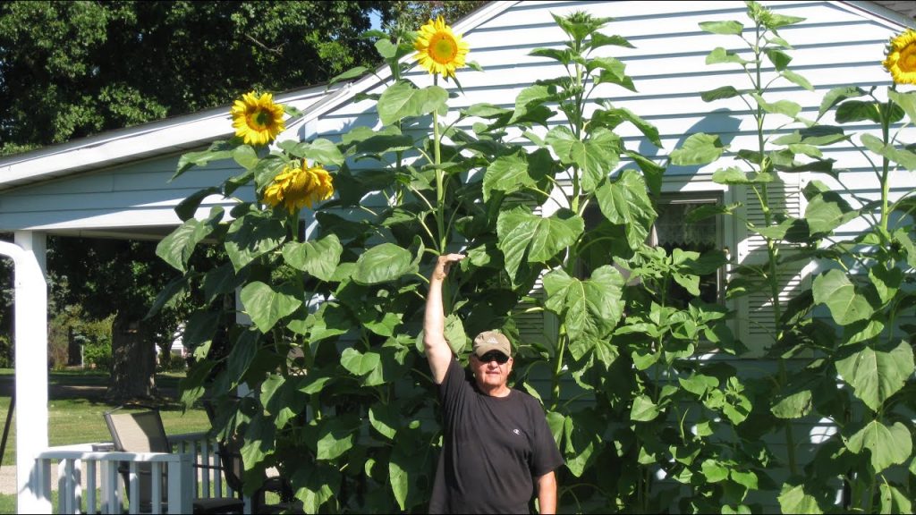 Giant Sunflower (Helianthus Annuus Russian Mammoth)