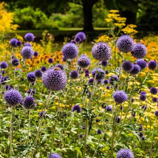 Globe Thistle