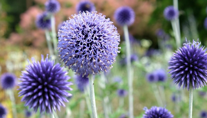 Globe Thistle