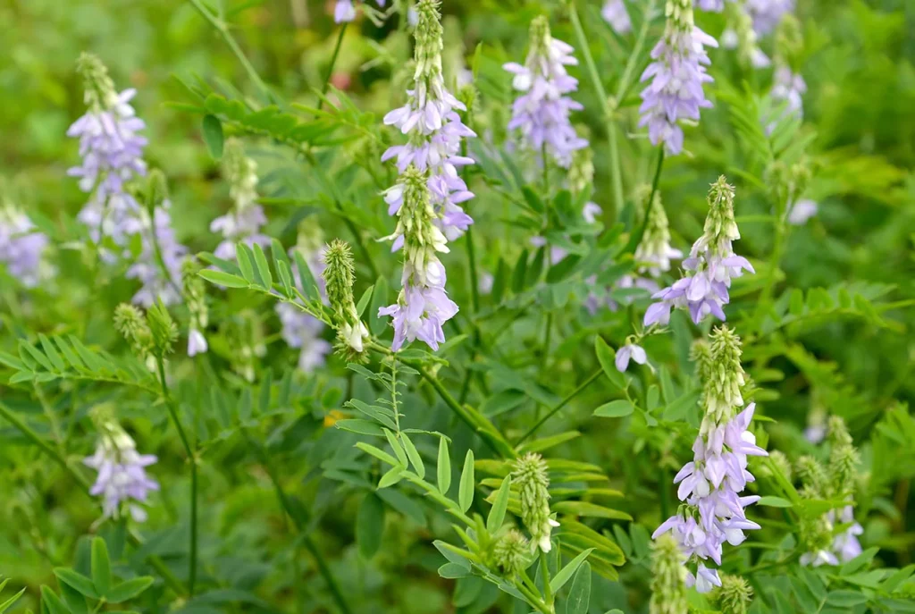 Goat’s Rue