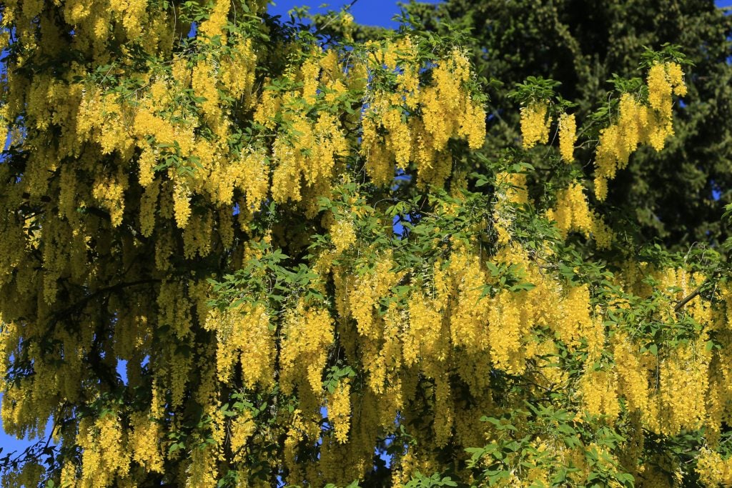 Golden Chain Tree