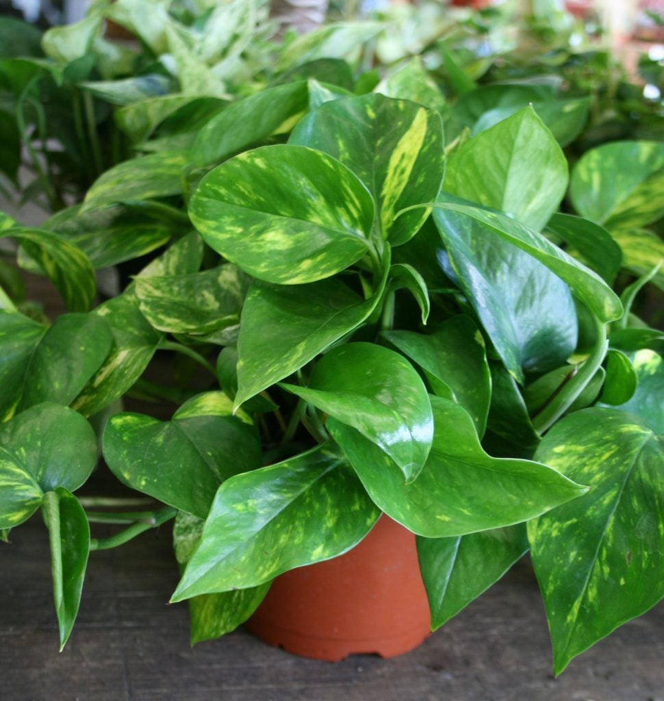 Golden Pothos