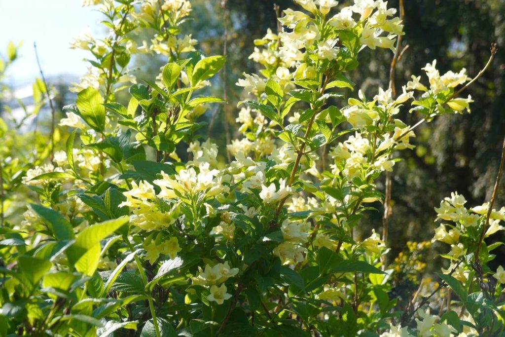 Golden Weigela