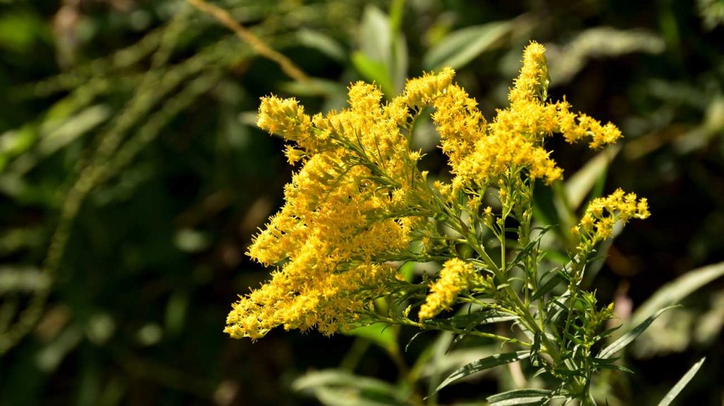 Goldenrod