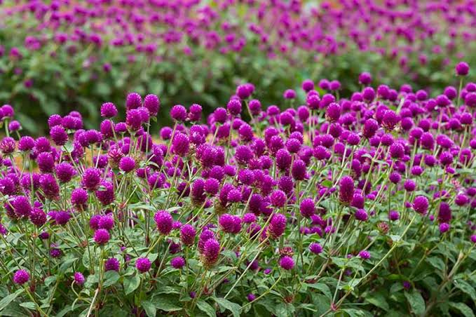 Gomphrena